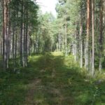 Альтернатива Греции 8212 это база Талвисъярви турбаза Талвисъярви в Карелии отдых летом и осенью