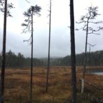 Отдохнули в Карелии турбаза Талвисъярви в Карелии отдых летом и осенью