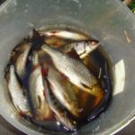 Рыбалка база Талвисъярви разное турбаза Талвисъярви в Карелии отдых летом и осенью