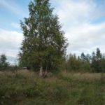 Неделя на базе Талвисъярви 8212 это мало турбаза Талвисъярви в Карелии отдых летом и осенью
