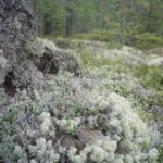 ОЧЕНЬ ПОНРАВИЛОСЬ на базе Талвисъярви 8212 наш лучший отдых за последние года три я не преувеличиваю турбаза Талвисъярви в Карелии отдых летом и осенью