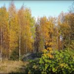 Привет всем желающимпосетить базу 171Талвисьярви187 турбаза Талвисъярви в Карелии отдых летом и осенью