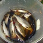 Самый лучший отдых и душой и теломмедовый месяц на базе Талвисъярви турбаза Талвисъярви в Карелии отдых летом и осенью